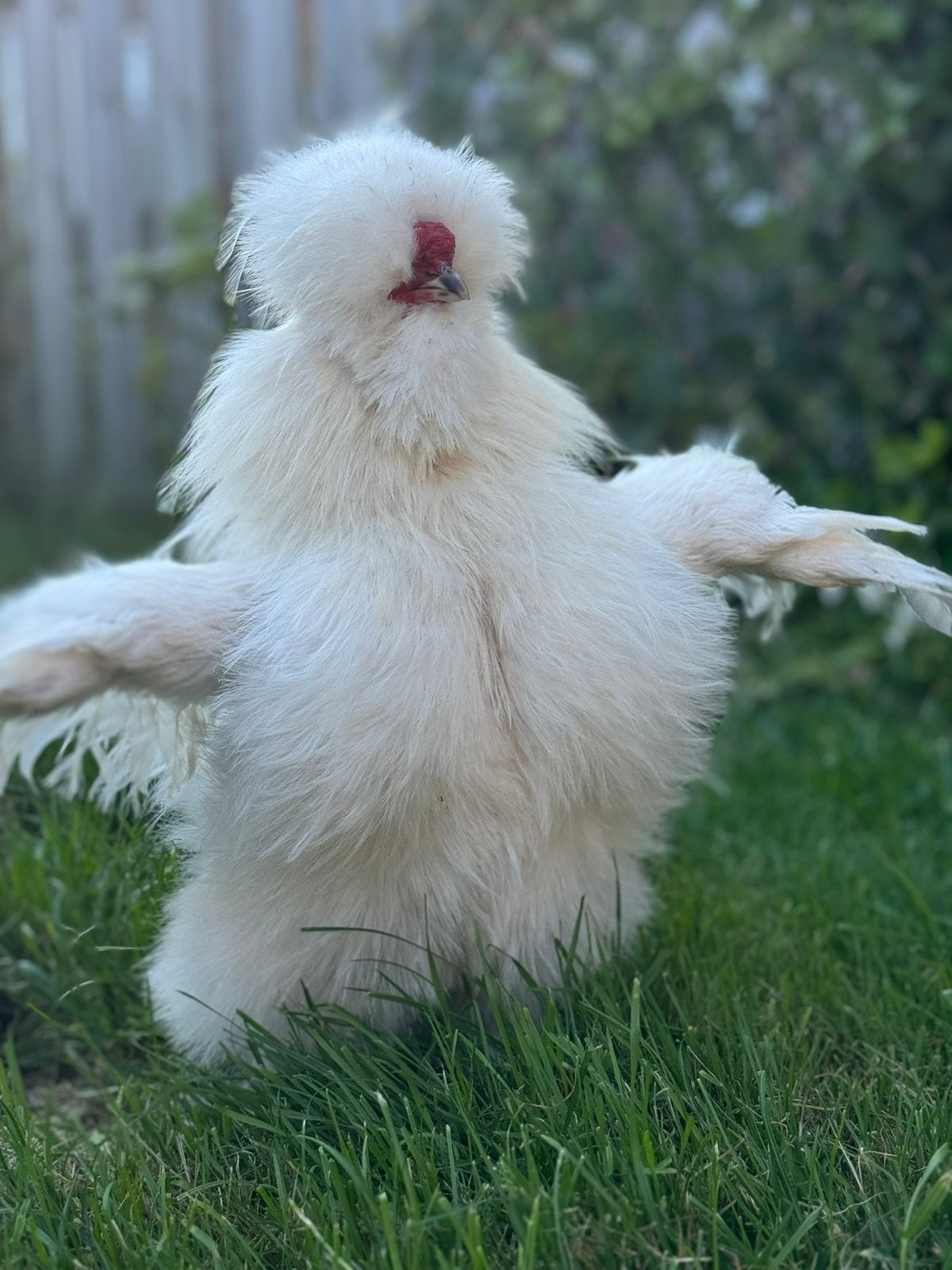 Toom makke zijdehoenders (wit en lichtbruin), Dieren en Toebehoren, Pluimvee, Meerdere dieren, Kip