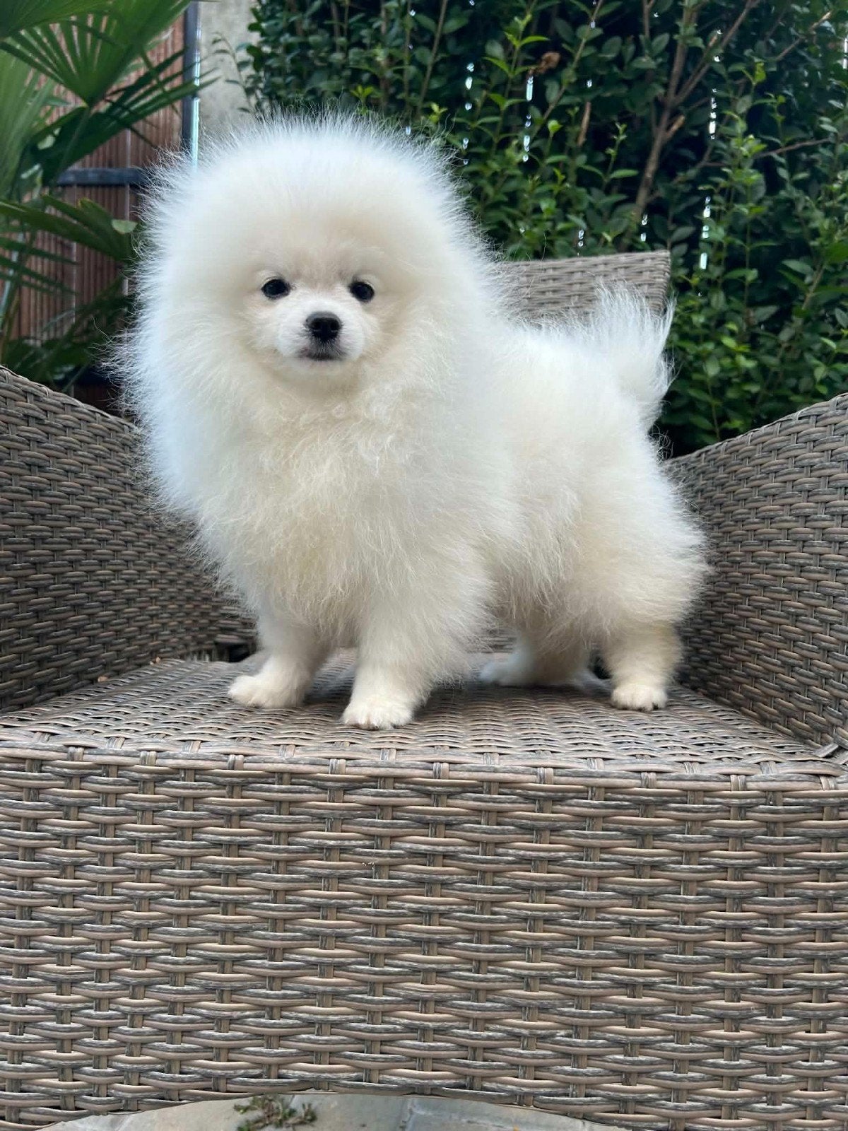 pomeranian, 8 tot 15 weken, Buitenland, Eén hond, Reu