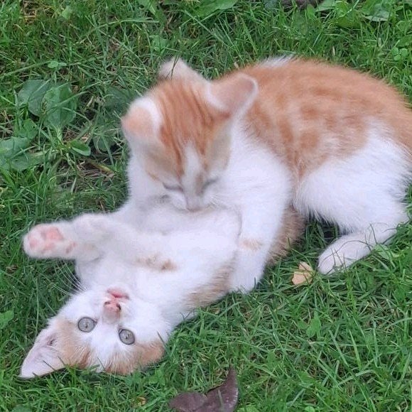 Mooie en superlieve rood-witte kittens, Dieren en Toebehoren, Katten en Kittens | Overige Katten, Meerdere dieren, Kortharig, 0 tot 2 jaar