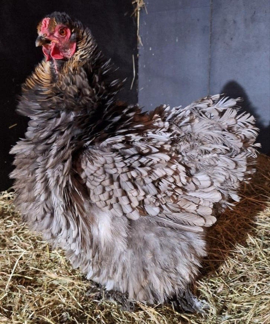 Brahma groothoender krul broedeieren! Goede bevruchting!, Dieren en Toebehoren, Geslacht onbekend, Kip