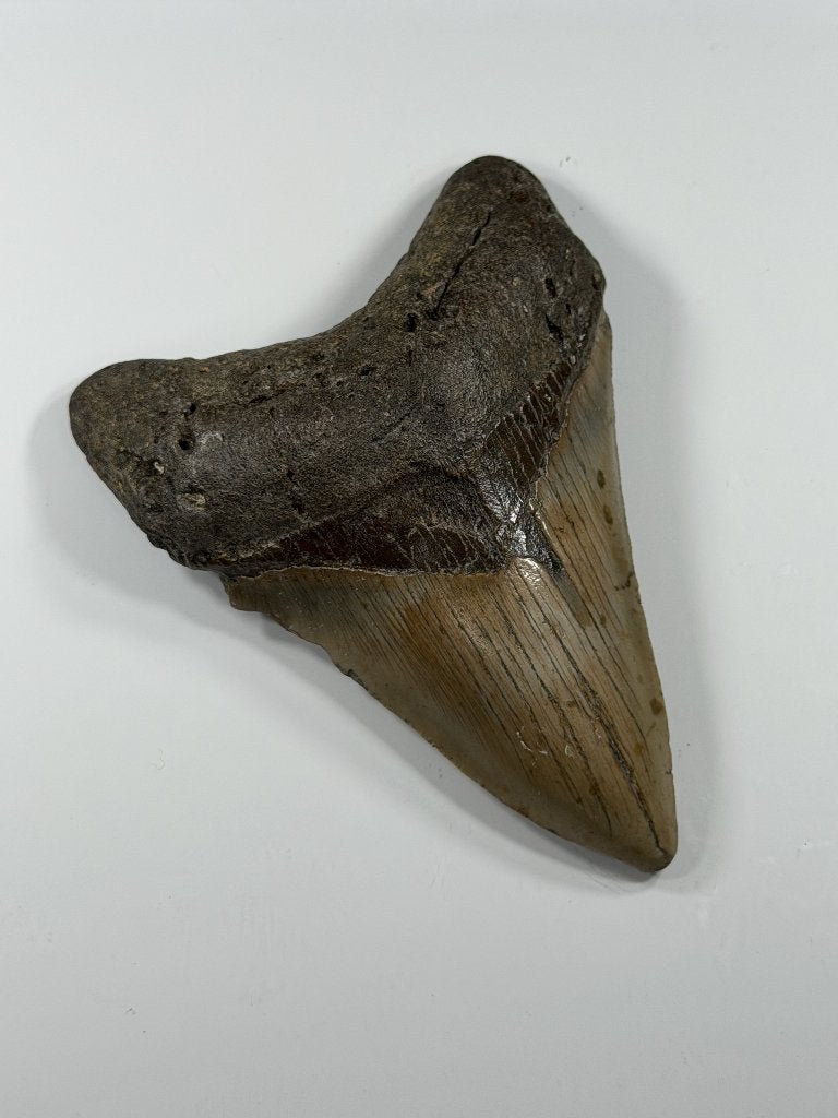 Megalodon tand XL -Nergens goedkoper #7, Verzamelen, Ophalen of Verzenden, Fossiel