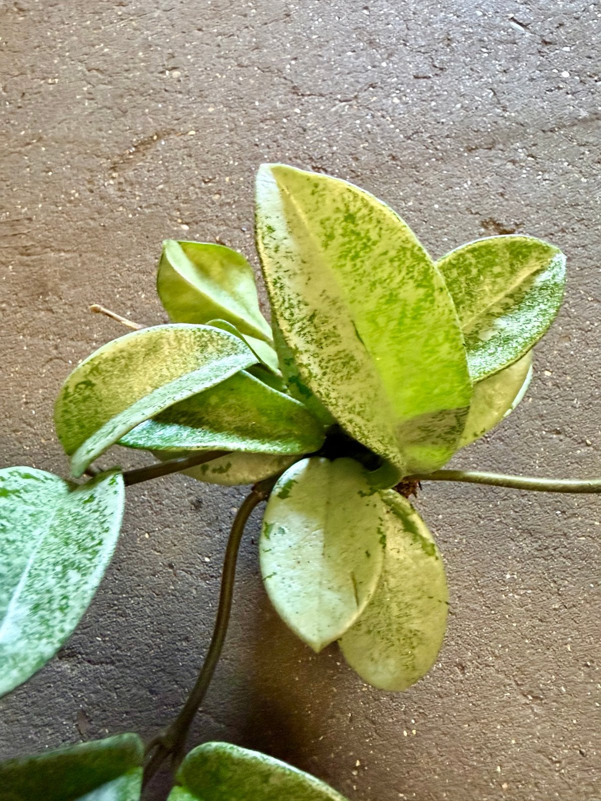 Hoya Silver Ghost p9, Huis en Inrichting, Ophalen of Verzenden