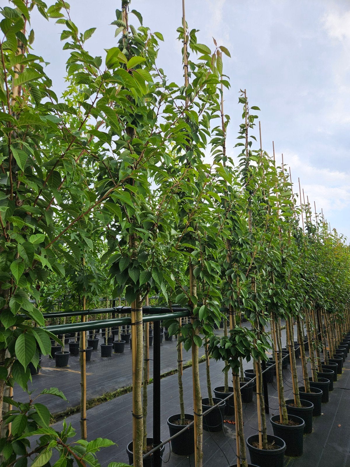 prunus 'Kanzan' te koop!, Halfschaduw, Overige soorten, Lente, 250 tot 400 cm