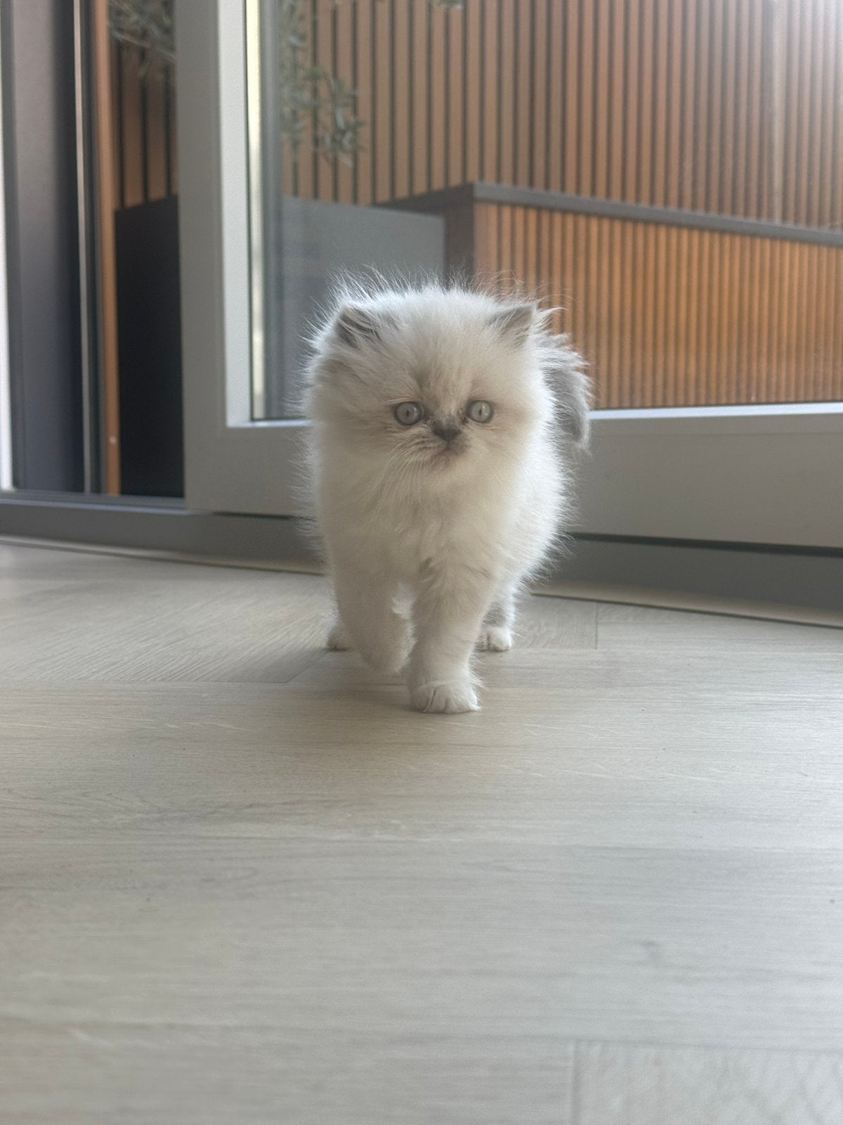 Persian lange haar kittens, Meerdere dieren, Met stamboom