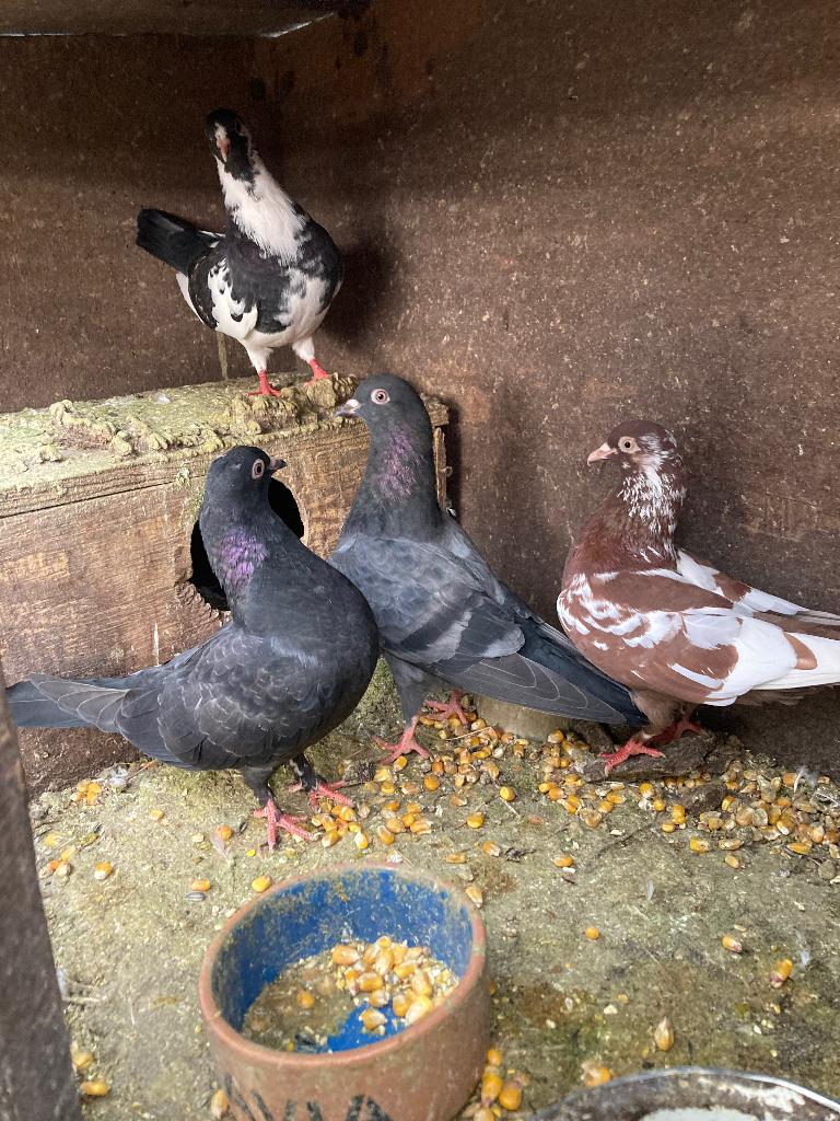 Duiven, Dieren en Toebehoren, Vogels | Duiven, Meerdere dieren, Overige soorten