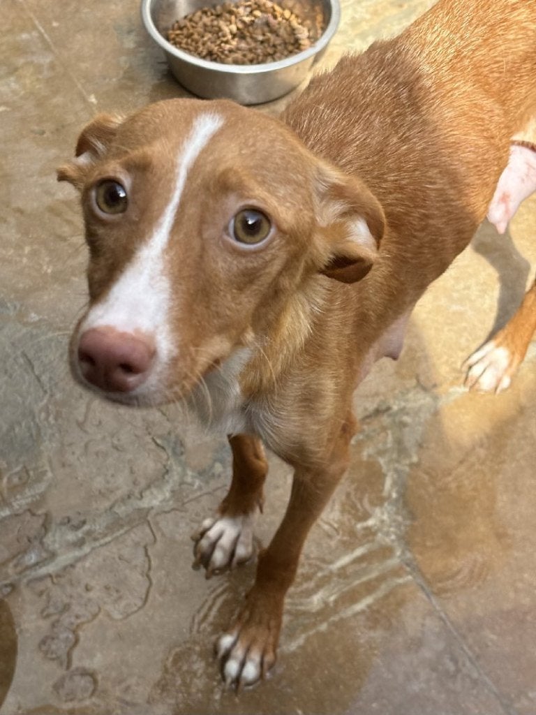 ACE: Lapita is een sociale, lieve en vrolijke meid, Particulier, Overige rassen, 1 tot 2 jaar, Buitenland