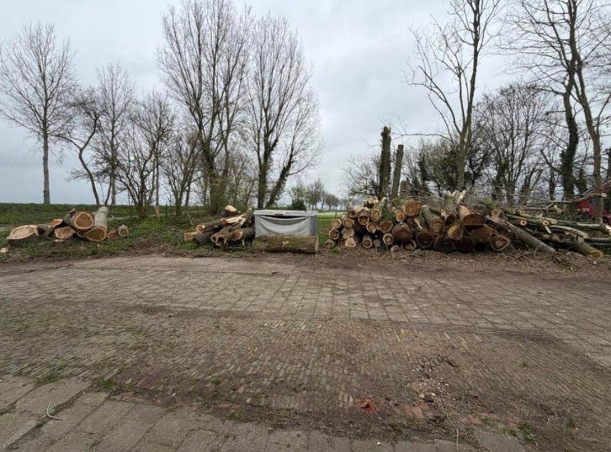 Gratis Brandhout:Stammen van populieren, Tuin en Terras, 6 m³ of meer, Ophalen, Overige houtsoorten, Blokken