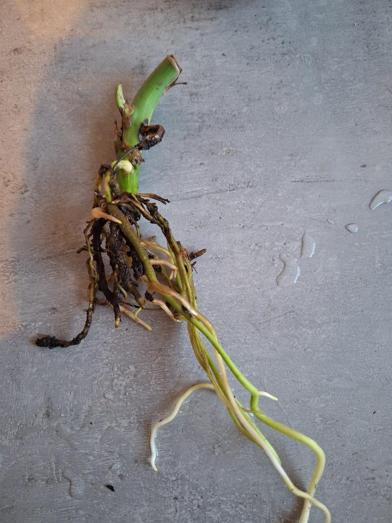 Monstera Deliciosa Wetstick Variegata - Goed Geworteld, Ophalen of Verzenden, Halfschaduw, Minder dan 100 cm