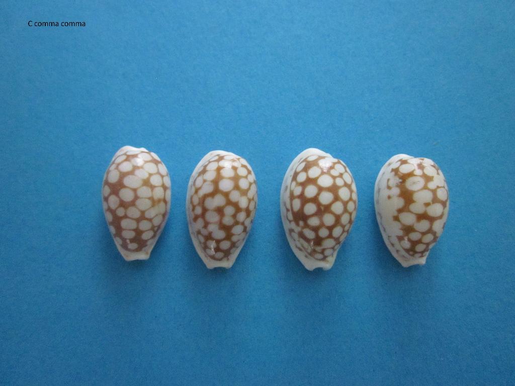 Schelpen: Cypraeidae, Ophalen of Verzenden, Schelp(en)