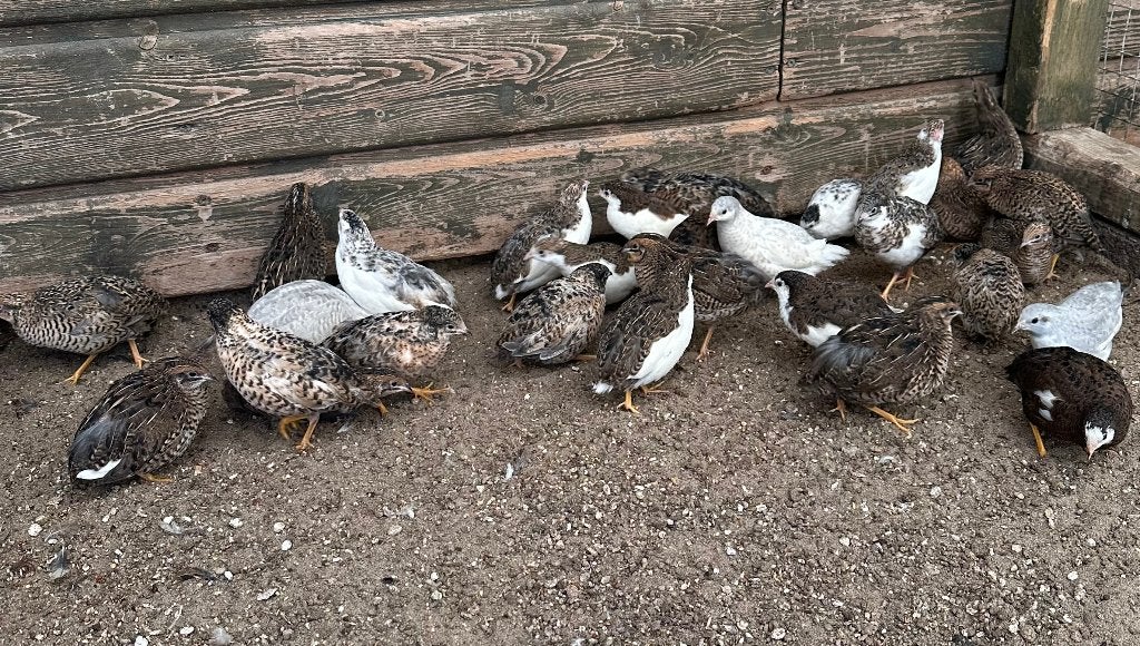 Chinese dwergkwartels hennen, Dieren en Toebehoren, Vrouwelijk
