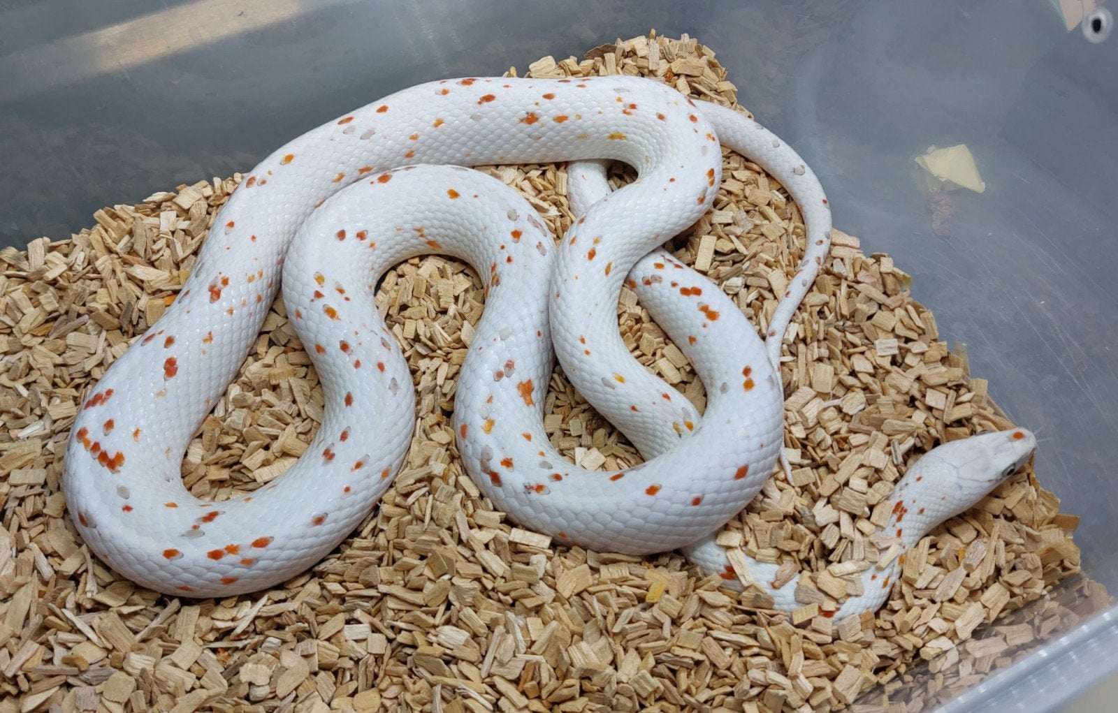 Pantherophis guttatus palmetto koppel, Slang, 3 tot 6 jaar