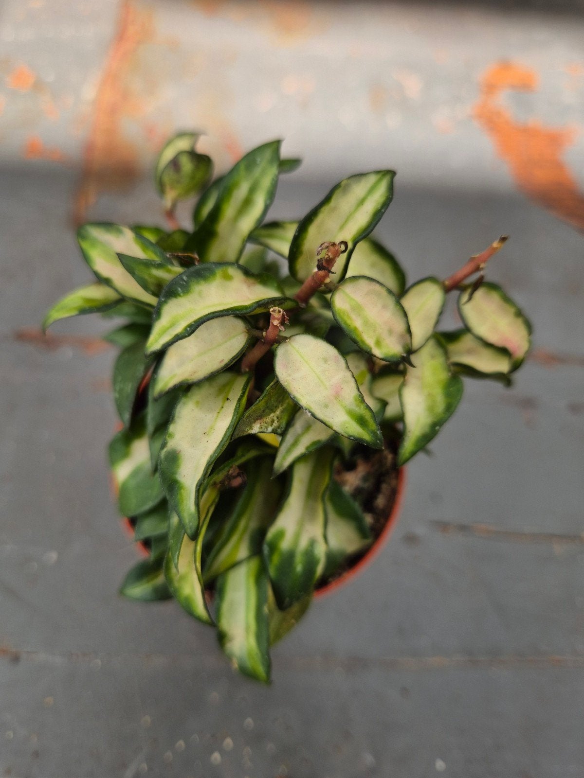 Hoya Lacunosa Tricolor Bruno p6