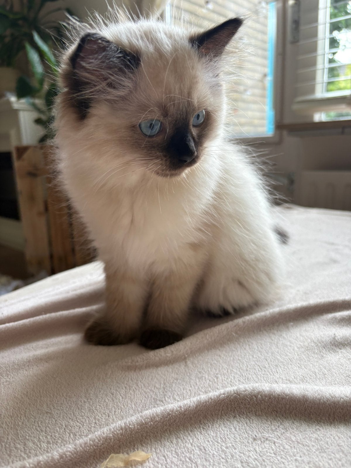 Prachtige ragdoll kitten mag het nest verlaten!, Dieren en Toebehoren, Katten en Kittens | Raskatten | Langhaar, Kater, Ontwormd