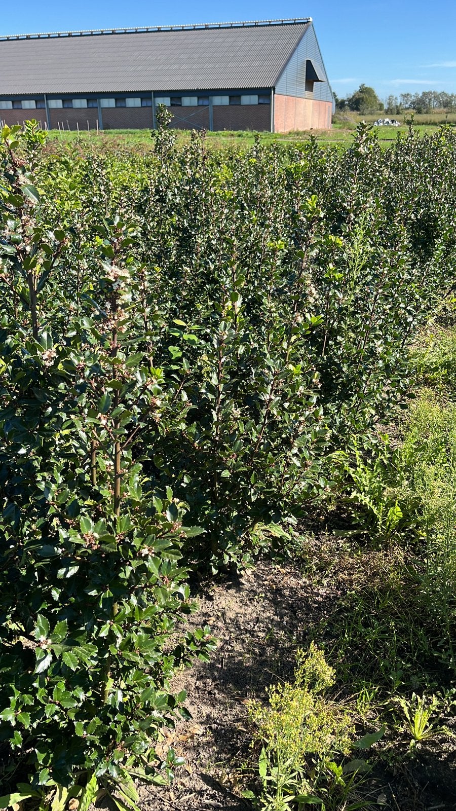 Ilex bleu prince, Ophalen, Minder dan 100 cm