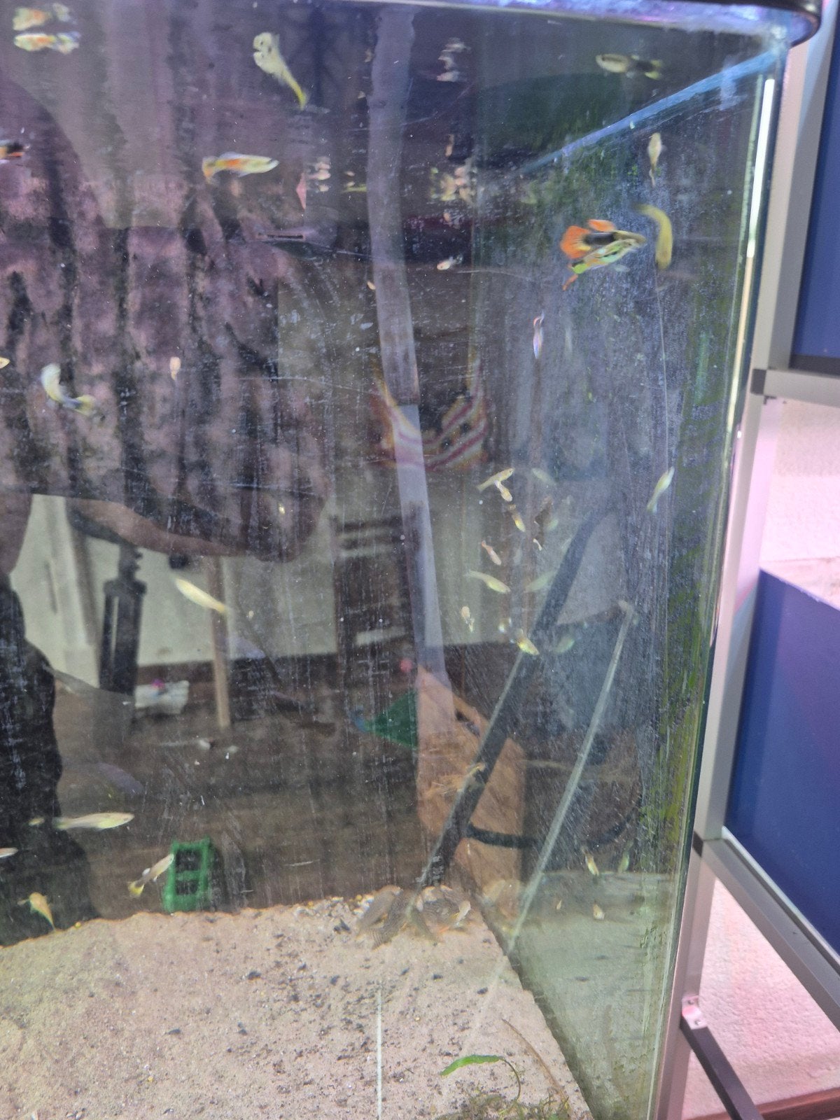 Guppen mix, Dieren en Toebehoren, Vissen | Aquariumvissen, Vis