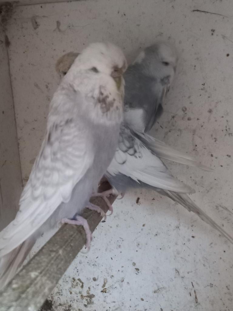 3 engelse parkiet poppen, Vrouwelijk, Parkiet