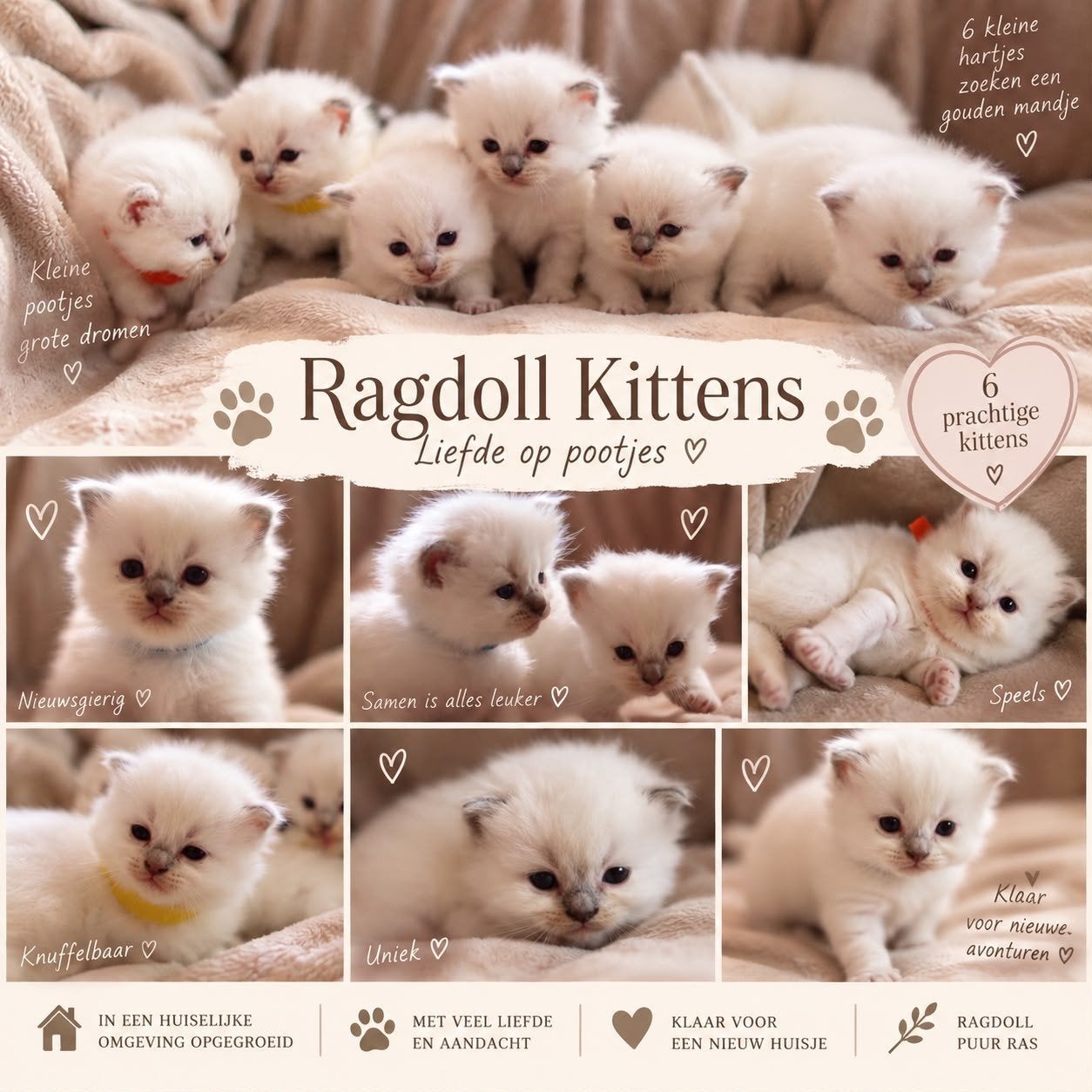 🐾 Lieve Ragdoll kittens zoeken een gouden mandje 🐾, Meerdere dieren, 0 tot 2 jaar