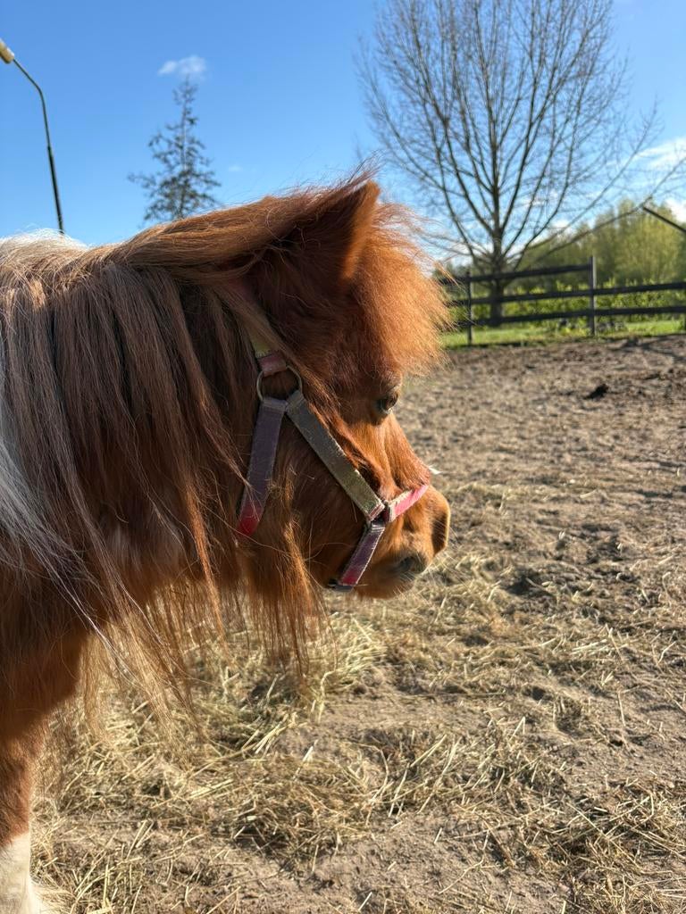 Weidemaatje (pony) gezocht, Dieren en Toebehoren, Pony's, Meerdere dieren, Niet van toepassing, A pony (tot 1.17m), 11 jaar of ouder