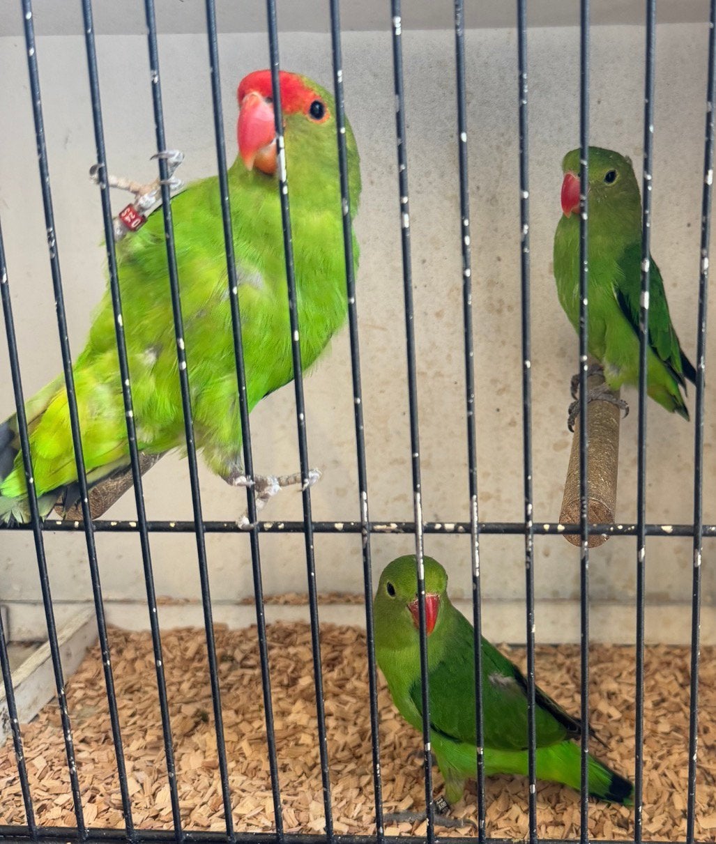 Taranta, Meerdere dieren, Parkiet, Geringd