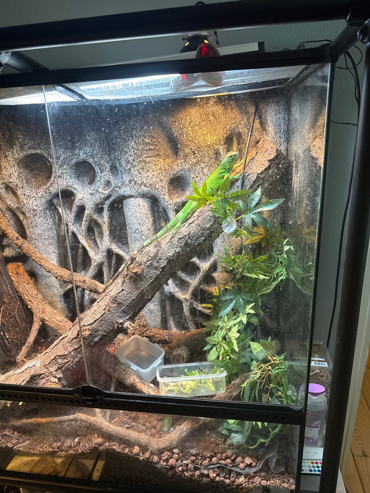Groene leguaan met terrarium, Ophalen, Gebruikt, Terrarium of Paludarium