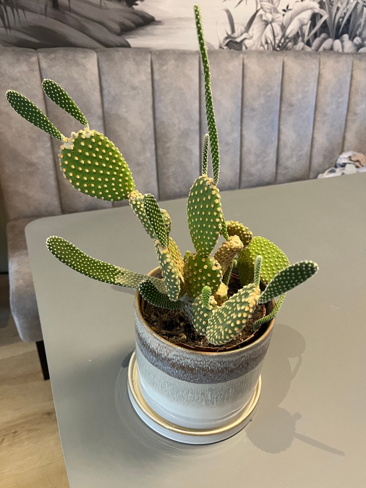 Opuntia Microdasys Cactus in pot - Konijnenoor cactus, Ophalen, Minder dan 100 cm, In pot, Cactus