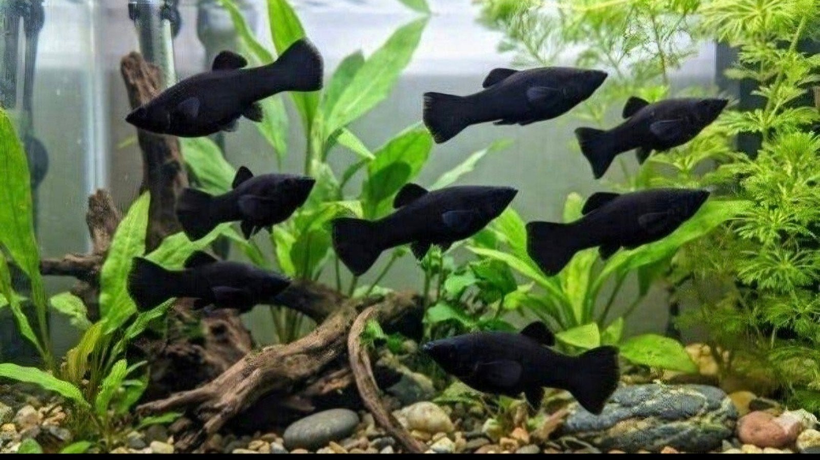 Black Molly's, Vis