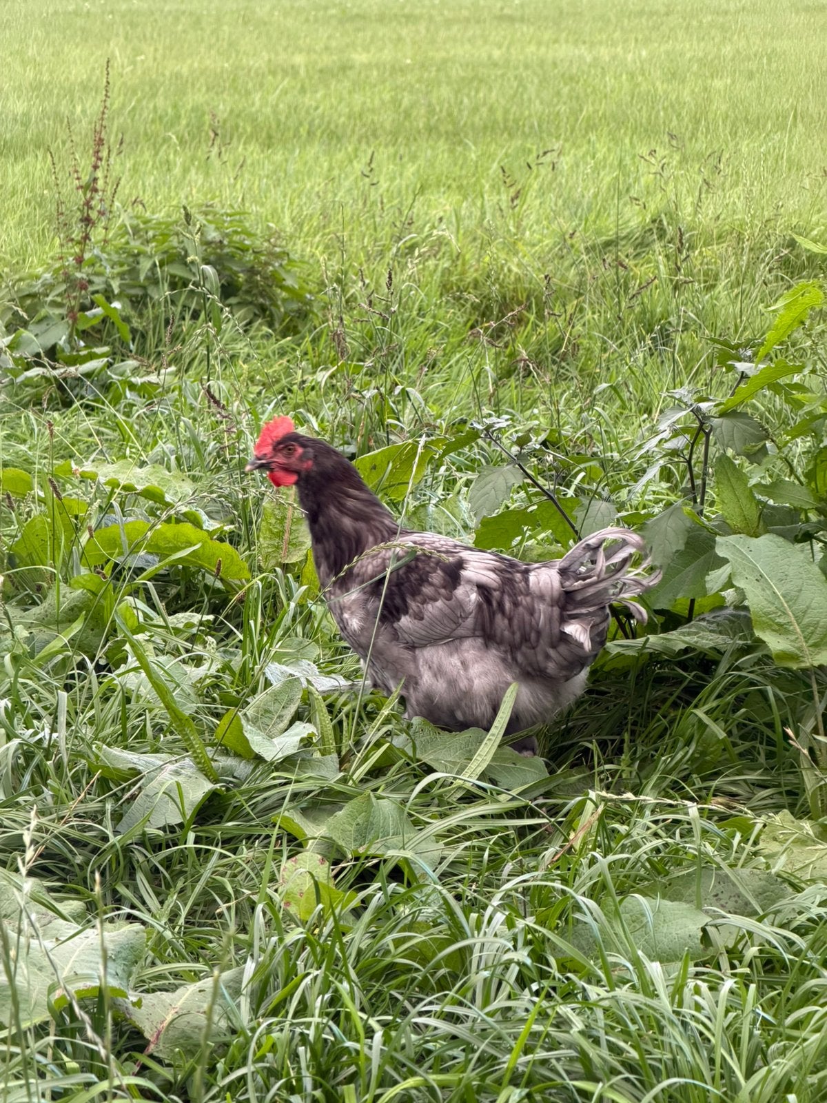 Blue Copper Marans, Mannelijk, Kip
