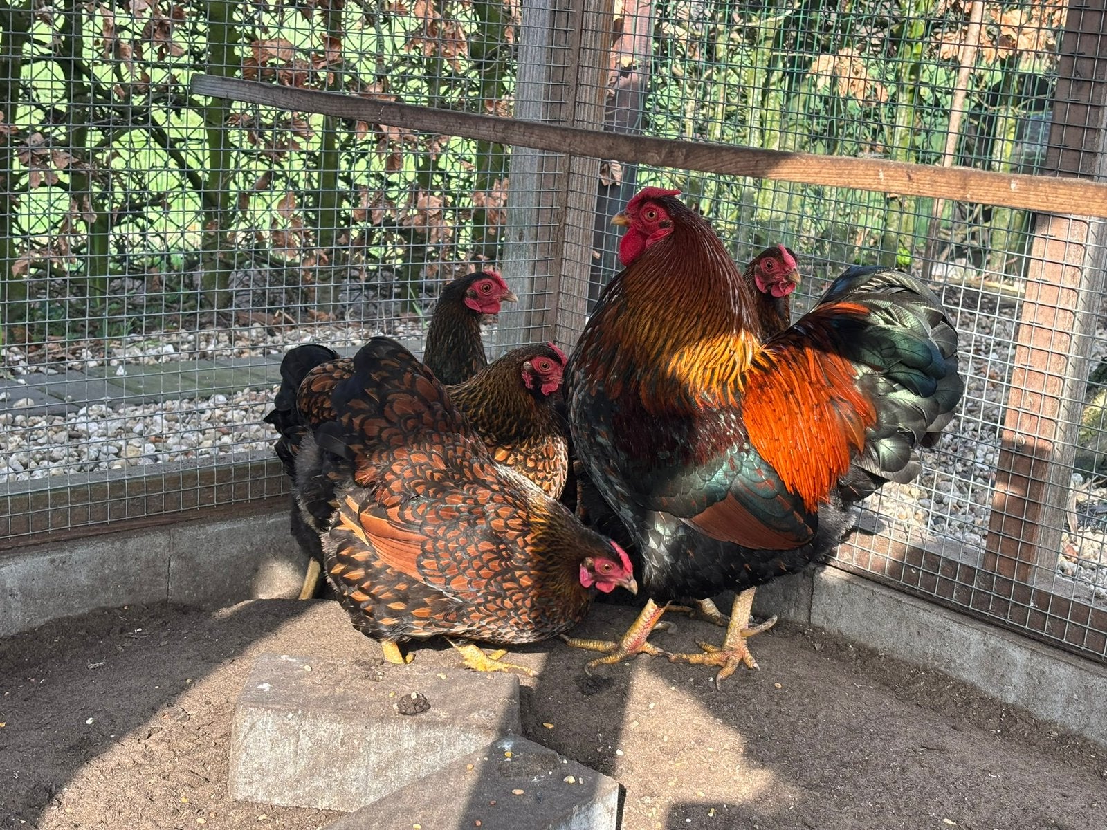 Wyandotte kriel kippen 1 haan 5 hennen, Dieren en Toebehoren, Meerdere dieren, Kip