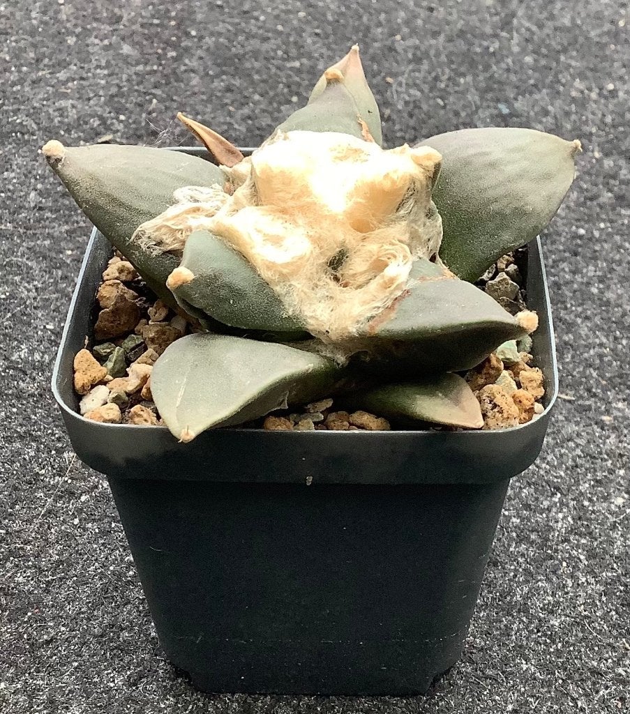 Cactus, Ariocarpus, Ophalen of Verzenden, Cactus, Volle zon, Minder dan 100 cm