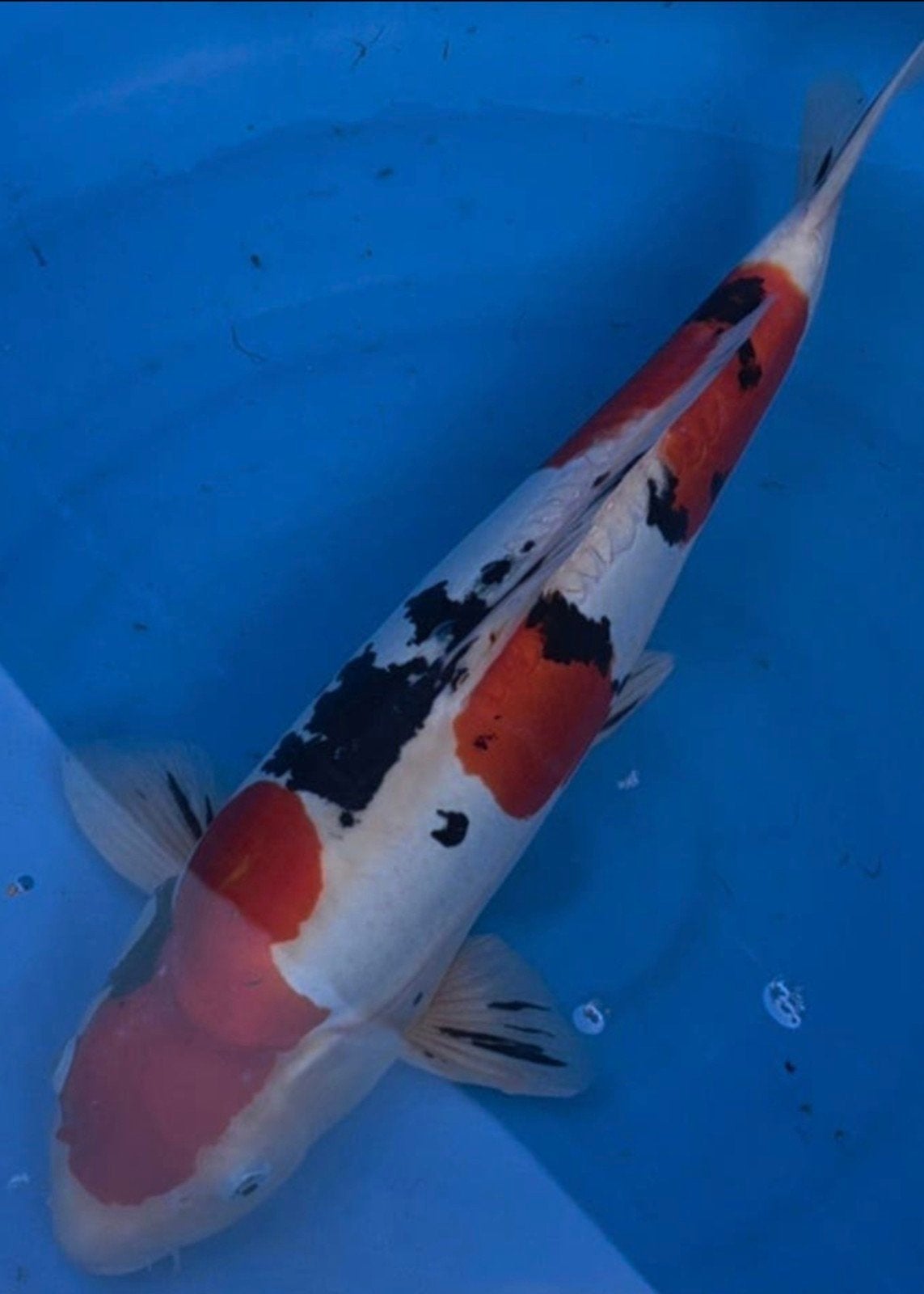 Doitsu Sanke, Dieren en Toebehoren, Vissen | Vijvervissen, Karper of Koi