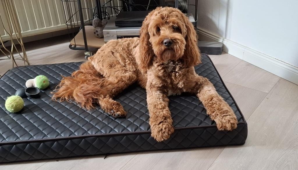 Prachtige dekreu 100 % Australian Labradoodle Lando, Dieren en Toebehoren, Nederland, Reu, CDV (hondenziekte), 1 tot 2 jaar