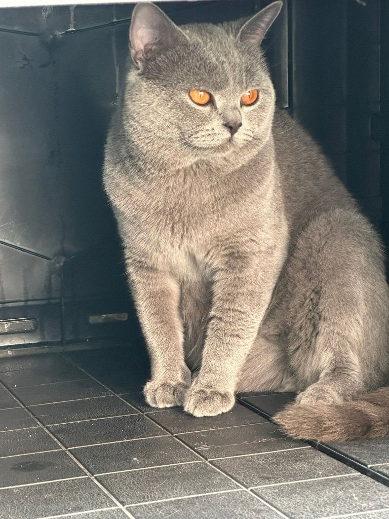 Te koop Britse korthaar Dekkater 100% raszuiver, Dieren en Toebehoren, 3 tot 5 jaar