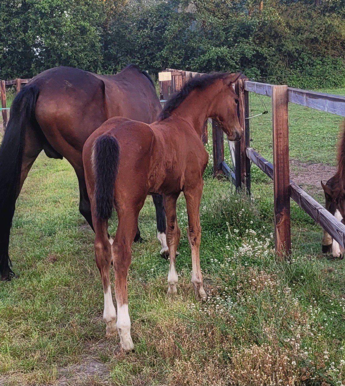 Prachtig spring gefokt merrieveulen, Dieren en Toebehoren, Paarden, Merrie, Springpaard, 0 tot 2 jaar