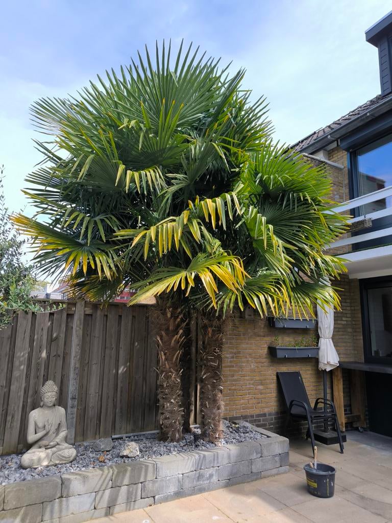 Winterhard trio van palmbomen, Volle zon, Vaste plant, Bloeit niet, Ophalen