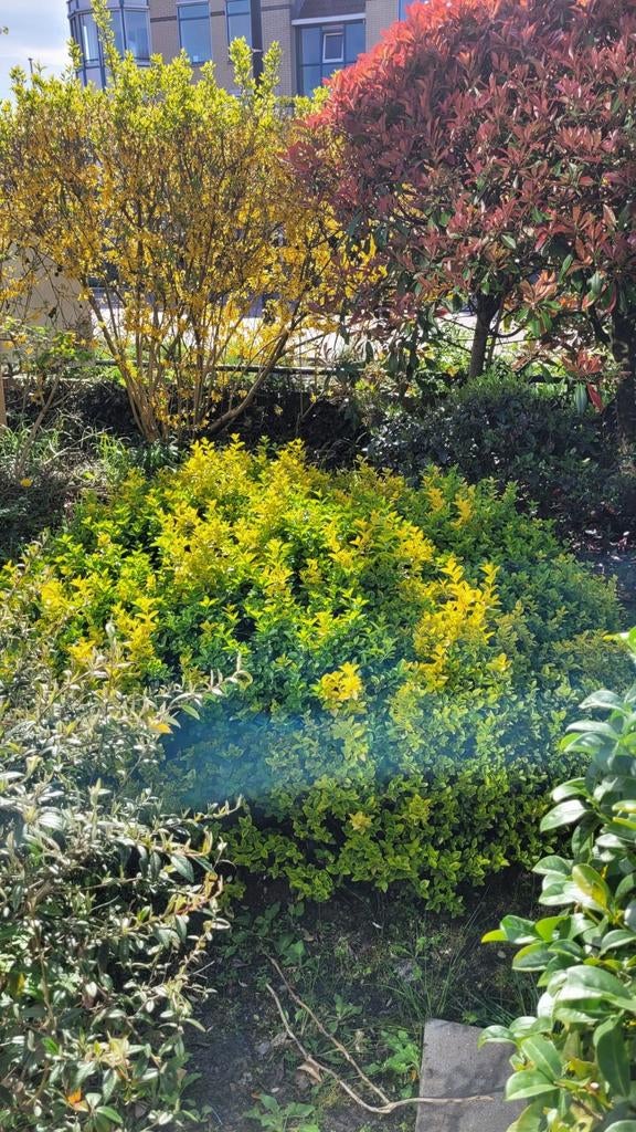 Japanse Kardinaalsmuts, Tuin en Terras, Ophalen, Overige soorten