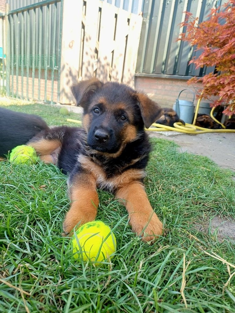 Duitse Herder pups, 8 tot 15 weken, Meerdere, Meerdere dieren, Herder