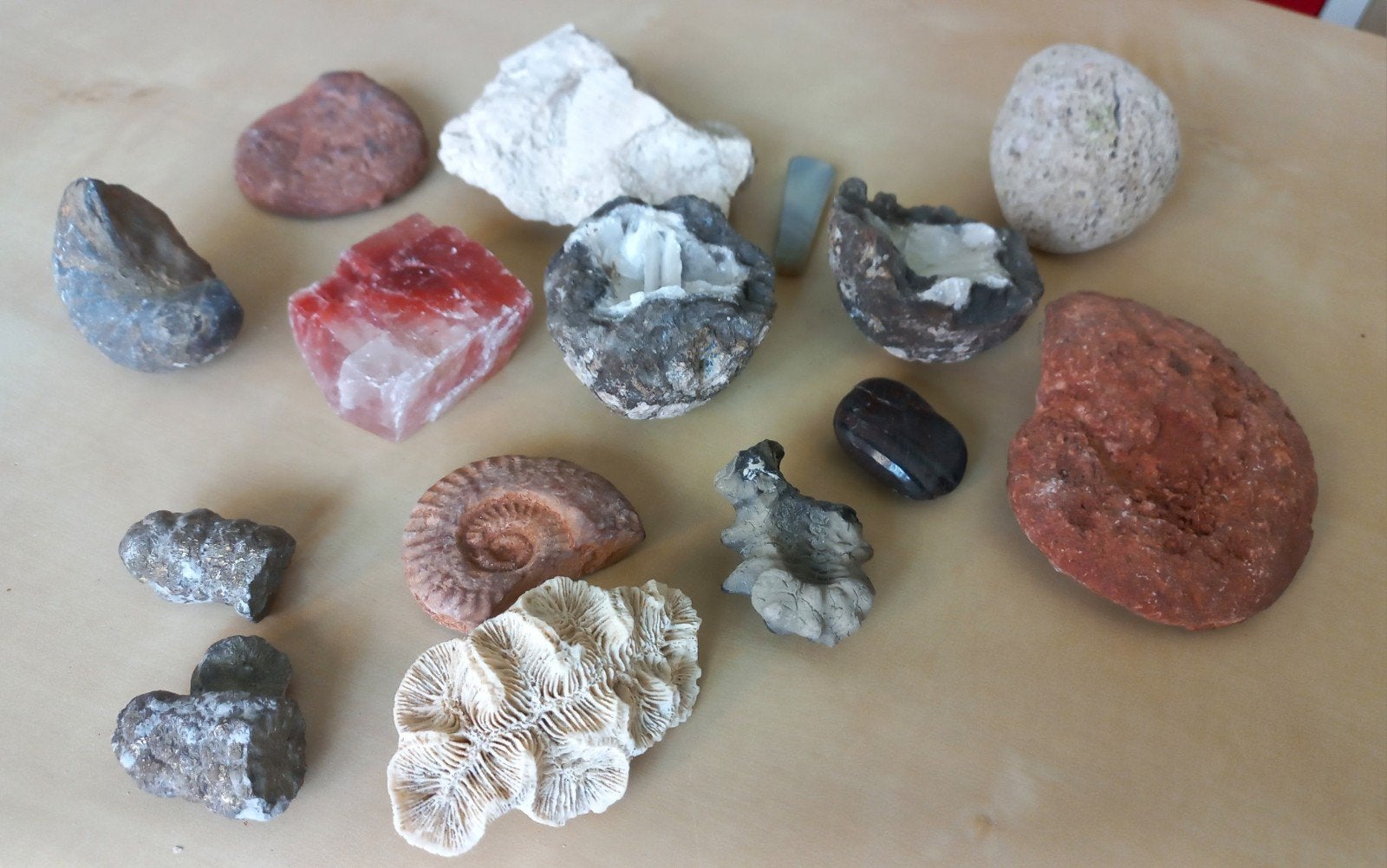 Collectie van fossielen en mineralen, Verzamelen, Ophalen of Verzenden, Fossiel