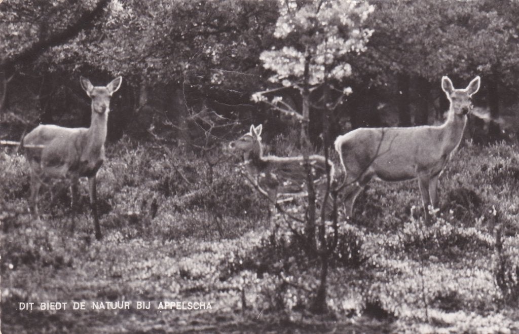 19144 Dit biedt de natuur bij Appelscha  gelopen 1964 Smilde, Verzamelen, Verzenden, 1960 tot 1980, Gelopen, Friesland