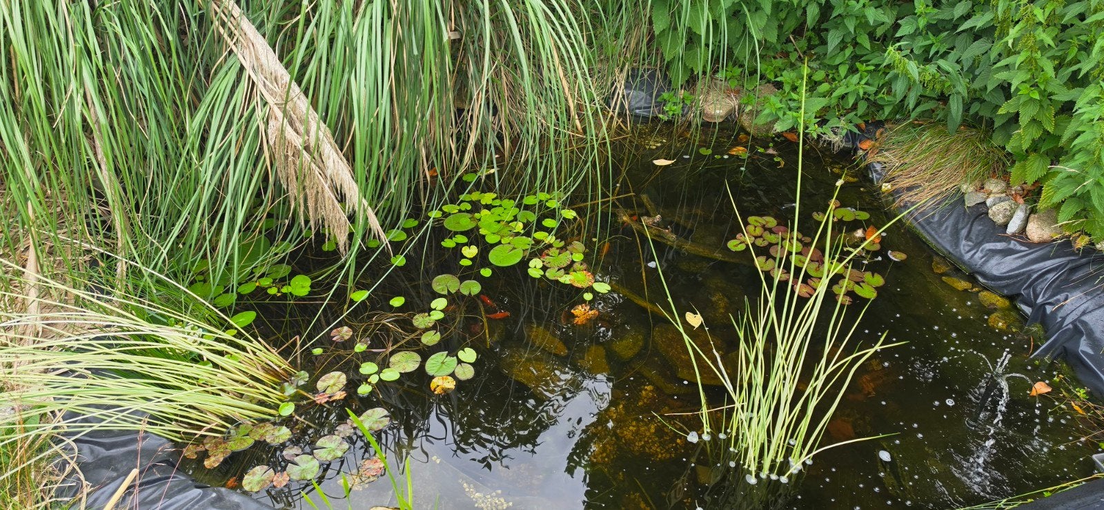 Mooie vijver met waterlelies en vissen, Ophalen, Gebruikt