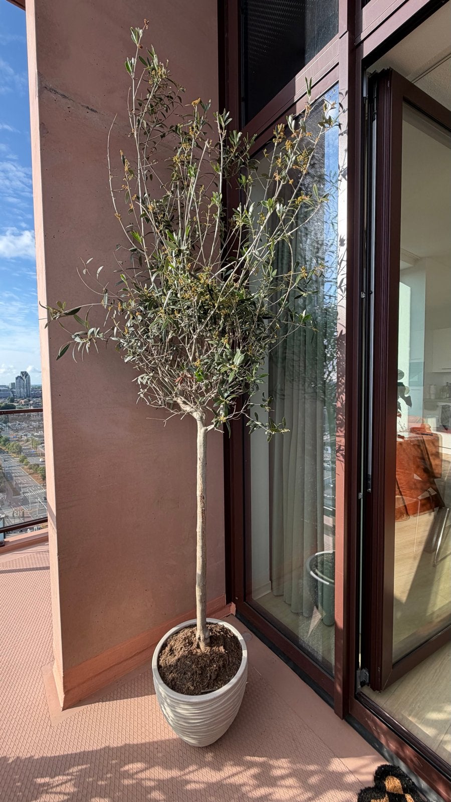Grote Echte Olijfboom (2,75m) incl. luxe sierpot, Tuin en Terras, Volle zon, Vaste plant, Lente, Ophalen