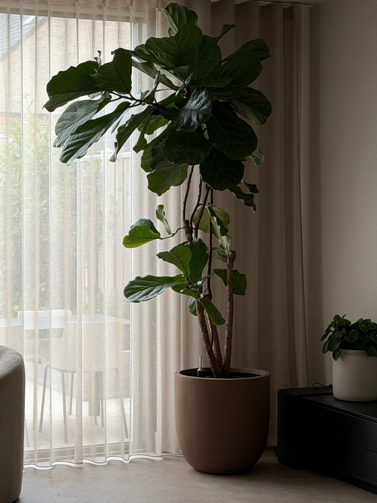 Grote Ficus Lyrata (Tabaksplant) vertakt met pot - 3 meter, Ficus, 200 cm of meer, In pot, Groene kamerplant