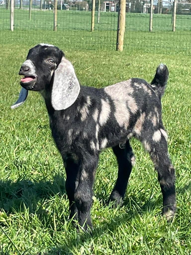 Drie mooie en makke Nubische boklammeren, Dieren en Toebehoren, Schapen, Geiten en Varkens, Mannelijk, Geit, 0 tot 2 jaar