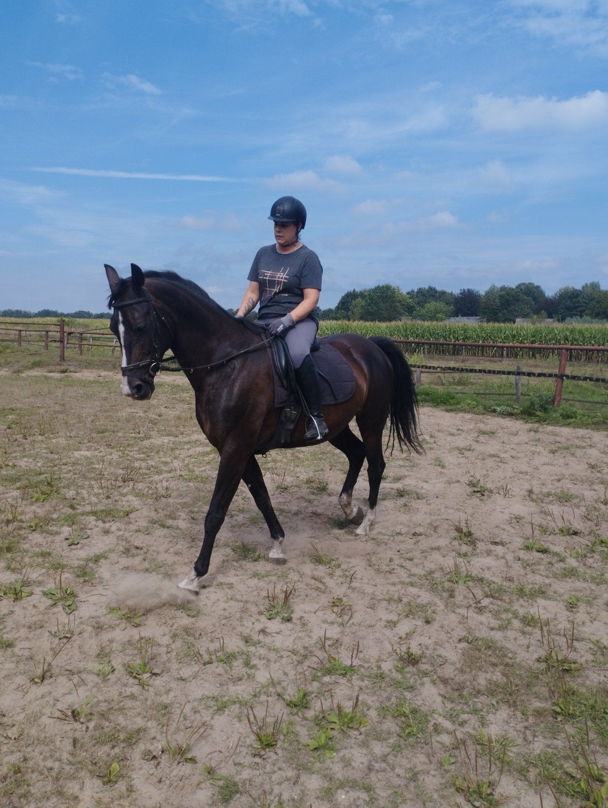 Bloedmooie super bewegende kwpn merrie, Dieren en Toebehoren, Merrie, Met stamboom, Dressuurpaard, L