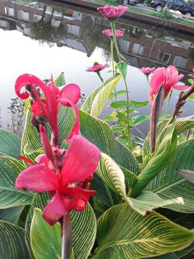 Canna red tiger, Tuin en Terras, Ophalen of Verzenden, Voorjaar, Volle zon, Knol