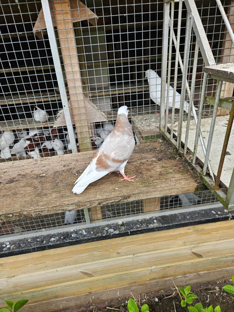 Koppel birmingham rollers.koppel hoog vliegers.ezv, Meerdere dieren, Overige soorten