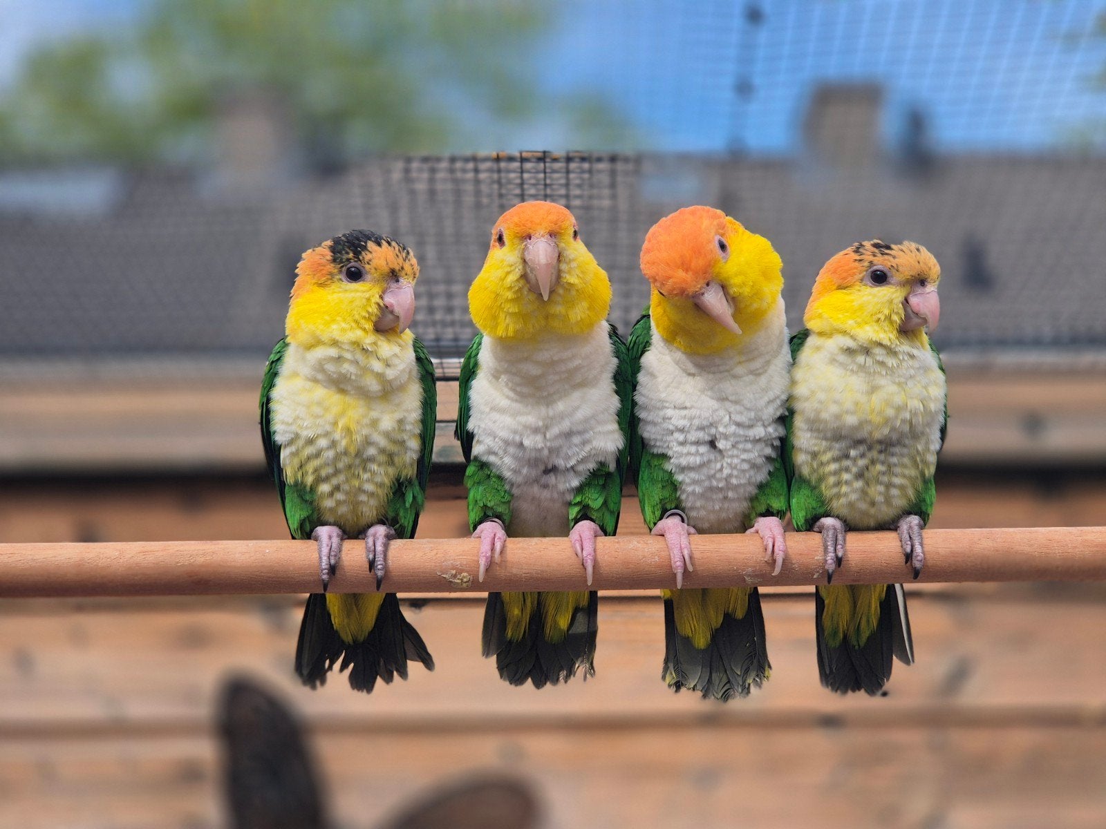 groendij caique, Geslacht onbekend, Dwergpapegaai of Agapornis