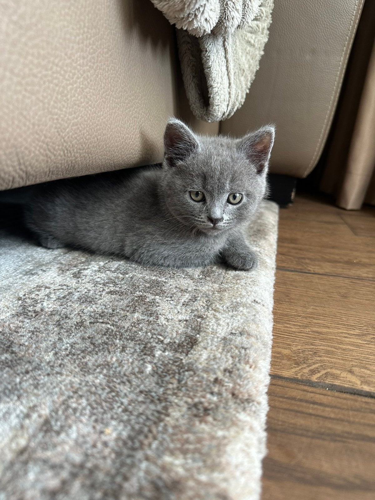 Britse Korthaar Blue kater kitten – ontwormd en zindelijk, Kater, Ontwormd