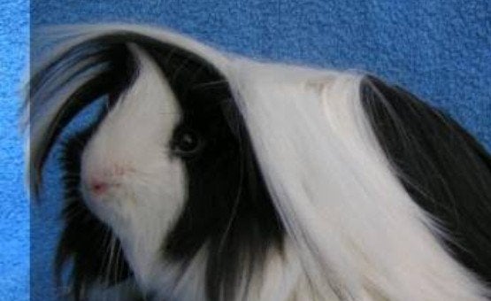 Jonge cavia's, Dieren en Toebehoren, Knaagdieren, Cavia, Mannelijk, December, Tam