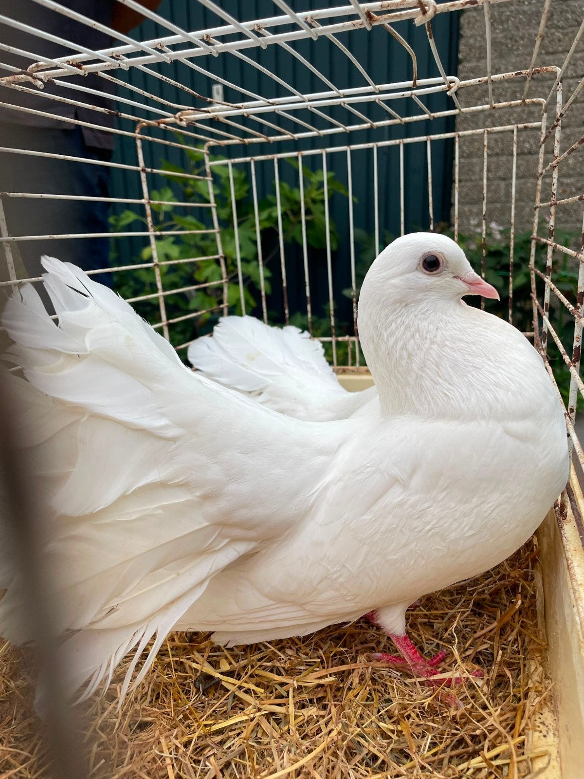 witte pauwstaarten duiven (tot 15 stuks), Dieren en Toebehoren, Meerdere dieren, Eend