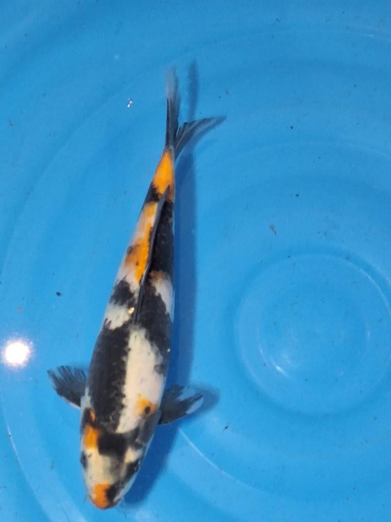 hele leuke showa, Karper of Koi